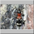 Thanasimus formicarius - Ameisenbuntkaefer 01b am Kieferstamm.jpg